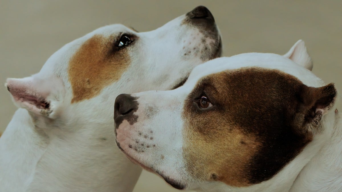 2025 Colorado Kennel Club All-Breed Dog Show | Denver, CO