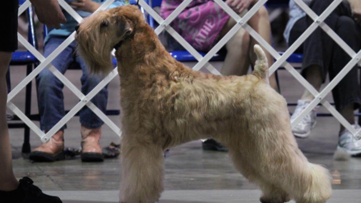 Soft Coated Wheaten Terrier