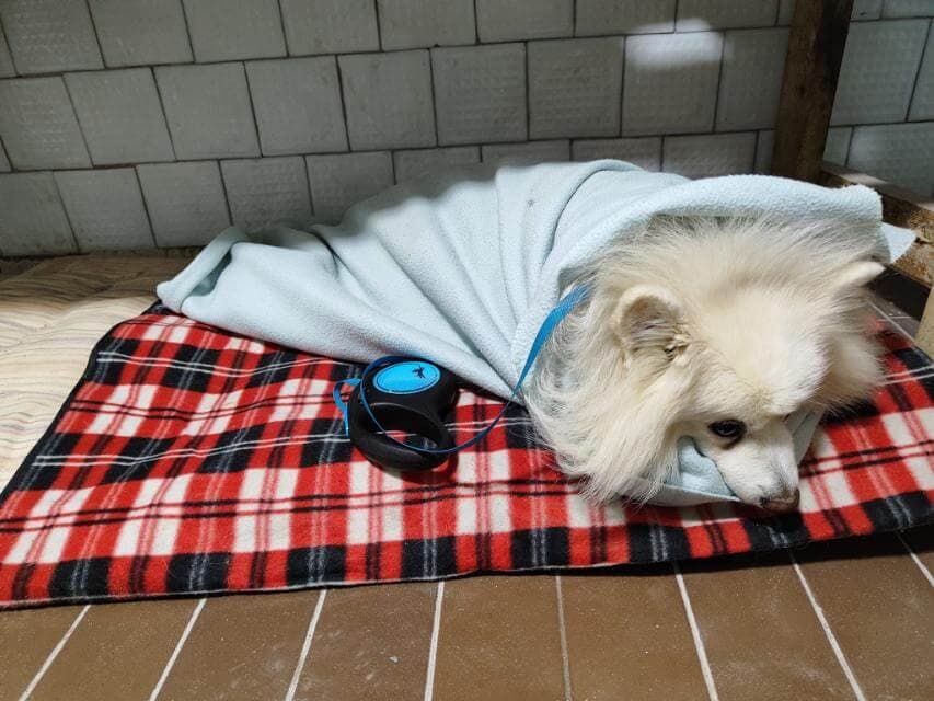 Simba Senior after the operation in a bomb shelter in Kyiv
