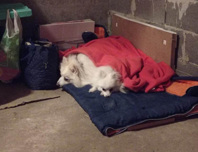Simba and Oscar in a bomb shelter in Cherkassy