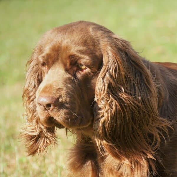 Close-up head photo of a Sussex Spaniel.