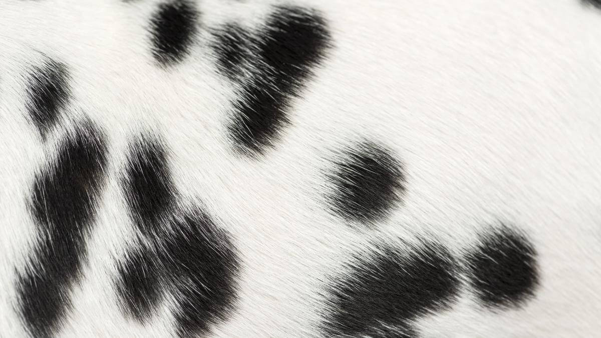 Macro of a Dalmatian puppy fur