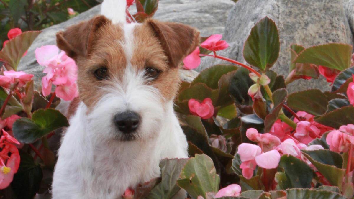 Russell Terrier