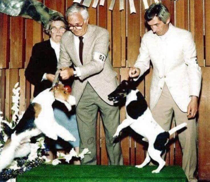 While it was not intended to be a spar, this early 1980s image is an example of true terriertemperament in two great examples of their breed: Ch. Galsul Excellence with Peter Green and Ch. Ttarb The Brat with Ed Dalton. The great Dr. Josephine Deubler looks on