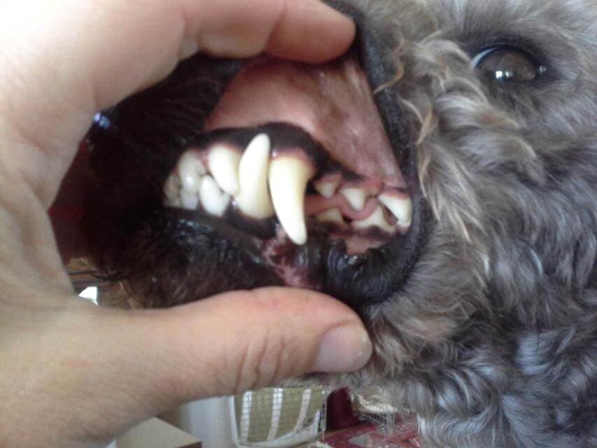 Lower canine teeth that do not fit closely into the upper canines andthat do not clear the upper palate are a disqualification under the FCI Standard for the Dachshund. This placement leads to a poor grip in hunting, but more importantly, is almost sure to cause problems with infection of the upper palate, the tooth, and the lower jaw. The condition is often corrected by removal of the misplaced teeth. Usually the misplaced canines are also the sign of a weak underjaw. The top photo shows proper placement of the canines