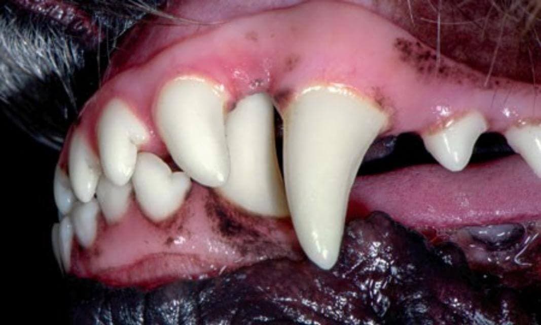 Lower canine teeth that do not fit closely into the upper canines andthat do not clear the upper palate are a disqualification under the FCI Standard for the Dachshund. This placement leads to a poor grip in hunting, but more importantly, is almost sure to cause problems with infection of the upper palate, the tooth, and the lower jaw. The condition is often corrected by removal of the misplaced teeth. Usually the misplaced canines are also the sign of a weak underjaw. The top photo shows proper placement of the canines