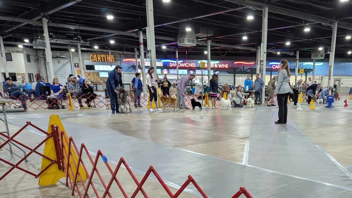 The 2025 New England Spring Cluster of Dog Shows | West Springfield, MA