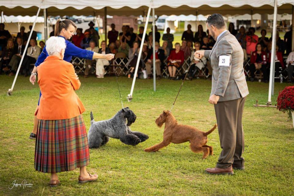 Lydia Coleman Hutchinson oversees the sparring of two of her finalists at the 2024 Montgomery CountyKennel Club show. Both the Kerry Blue Terrier (GCHS Kilgawny Take My Man) and the Irish Terrier (GCHS Rockledge Knock On Wood At Thornton’s) make magic happen. Jeffrey Hanlin photo courtesy of Dana Bryson-Benn