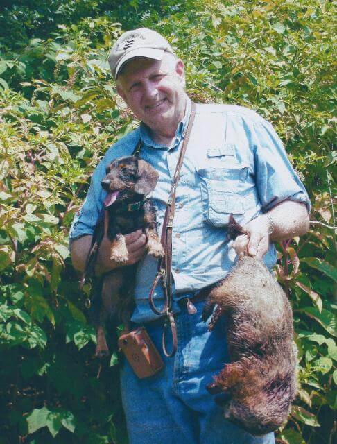 The Dachshund’s work ethic is to “work” the quarry using a lunge and retreatmethod to cause the quarry to remain in one place within the den, or in the alternative, to bolt from a rear entrance. In the photo above, Huey, a homebred from Rose Farm lines, worked this large woodchuck in the earth for almost two hours before causing it to bolt to the waiting lurcher. (You can see the radio transmitter on his collar and the brown receiver on my belt.) Anke Masters photo