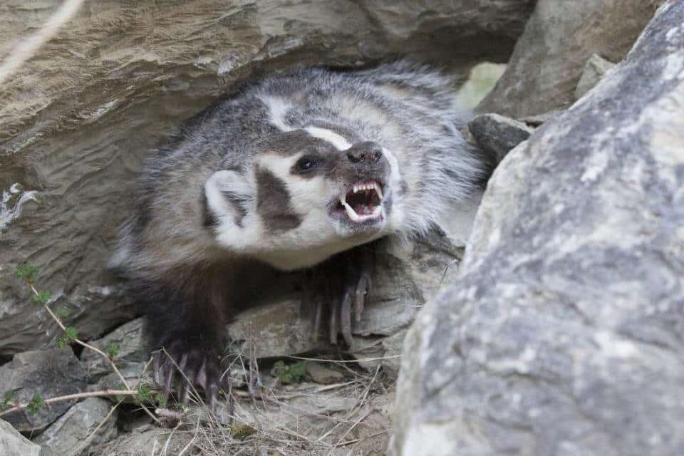 The Dachshund’s prime quarry is the badger. The animal is a formidable opponent, with teeth andclaws that are both tools and weapons of defense. Badgers can weigh up to 40 lbs, although most are smaller. A badger sett is both long and deep, and can cause considerable damage to agriculture. The photos above are the American badger ( Taxidea taxus ). A Dachshund that adheres closely to the Breed Standard in both conformation and temperament is well equipped to deal with badgers, whether European or American. Badgers are a protected species in the UK and Canada, but are hunted in the US and Europe. photo credit Mikael Males and Holly Kuchera