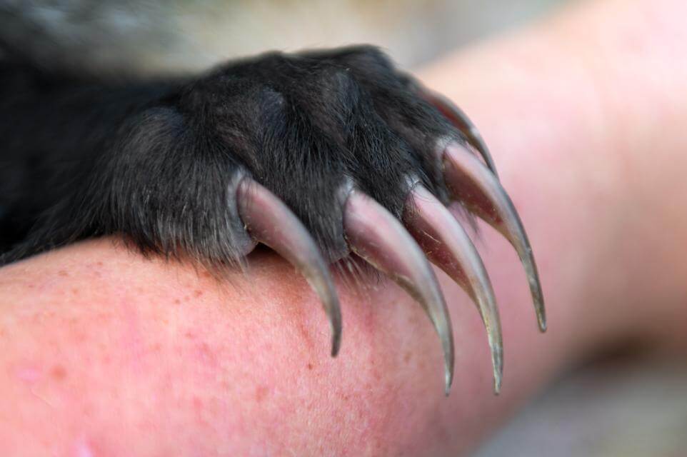 The Dachshund’s prime quarry is the badger. The animal is a formidable opponent, with teeth andclaws that are both tools and weapons of defense. Badgers can weigh up to 40 lbs, although most are smaller. A badger sett is both long and deep, and can cause considerable damage to agriculture. The photos above are the American badger ( Taxidea taxus ). A Dachshund that adheres closely to the Breed Standard in both conformation and temperament is well equipped to deal with badgers, whether European or American. Badgers are a protected species in the UK and Canada, but are hunted in the US and Europe. photo credit Mikael Males and Holly Kuchera