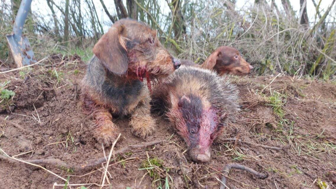 The Dachshund was and is bred to hunt its quarry deep in the earth. The“Badger Dog” today is still engaged in the active hunting of not only badger but a variety of quarry from rats and rabbits to fox, raccoon, and even wild boar. It’s conformation, though, directly addresses its use as an earthdog