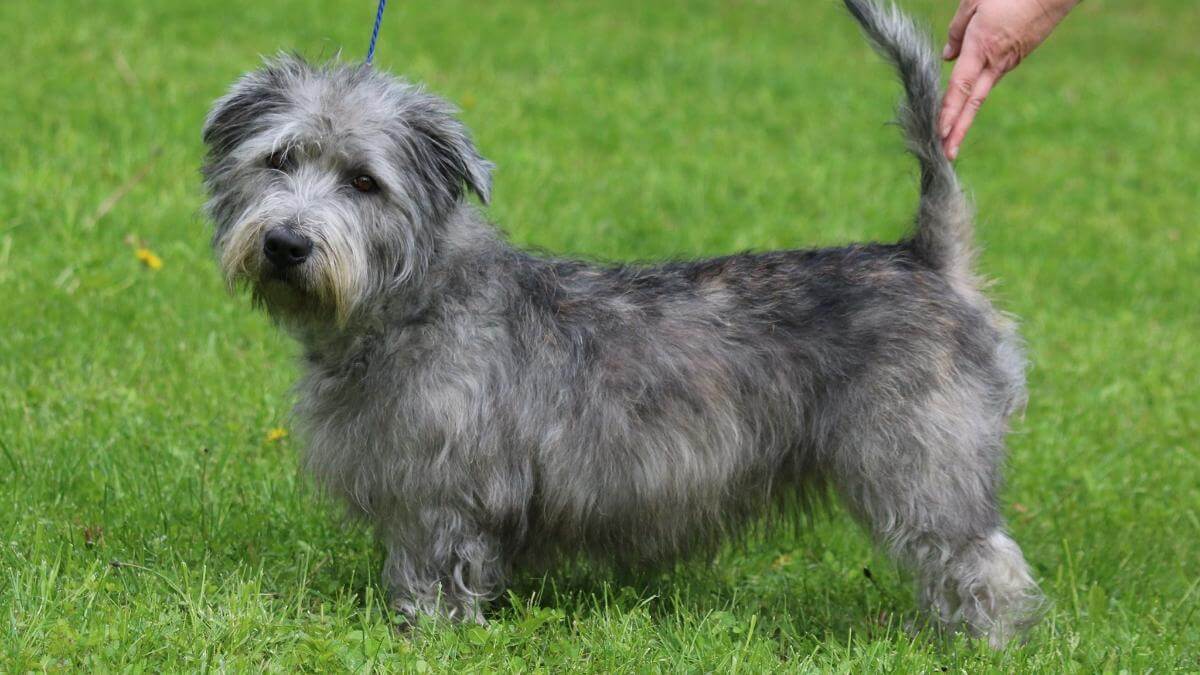 Glen of Imaal Terrier