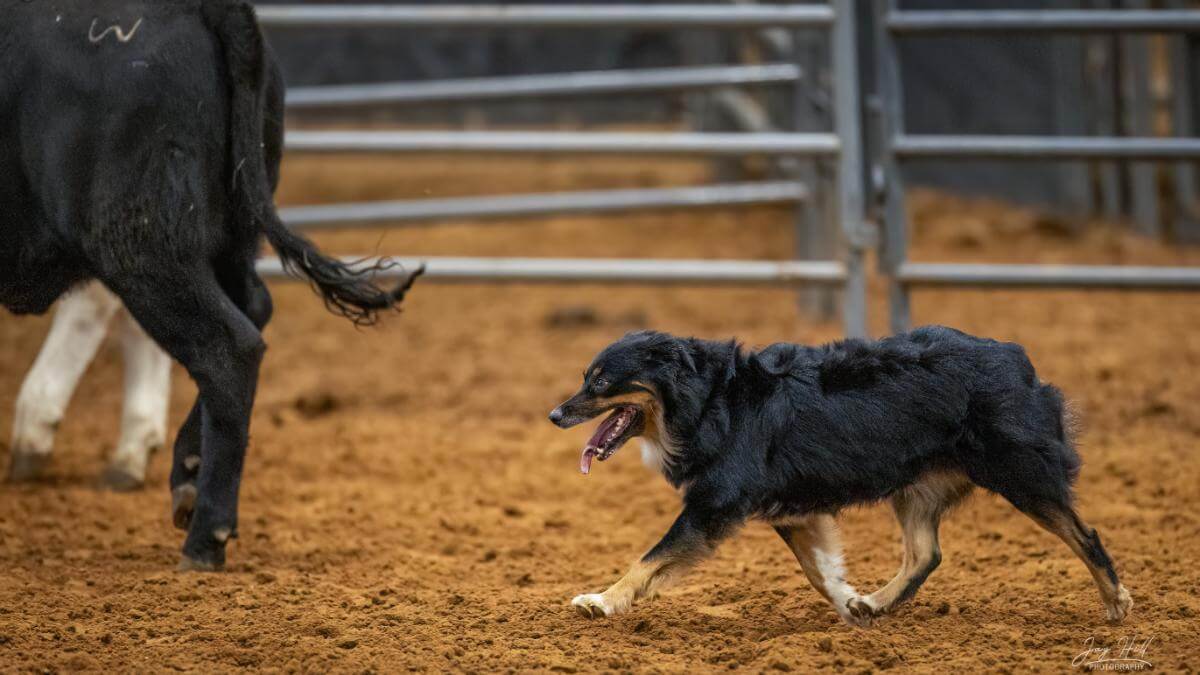 Bird_cattle_2023-ASCA-Natls_2-trot-1