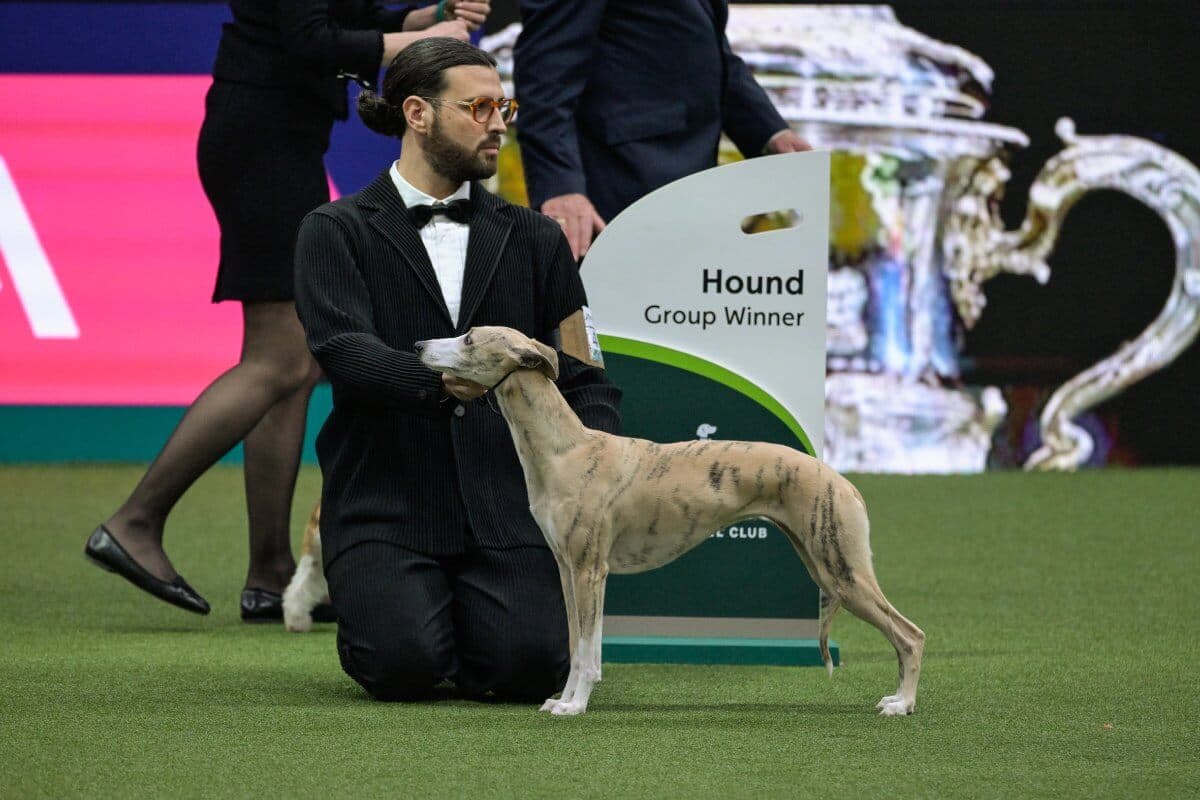 Crufts 2025 Hound Group winner