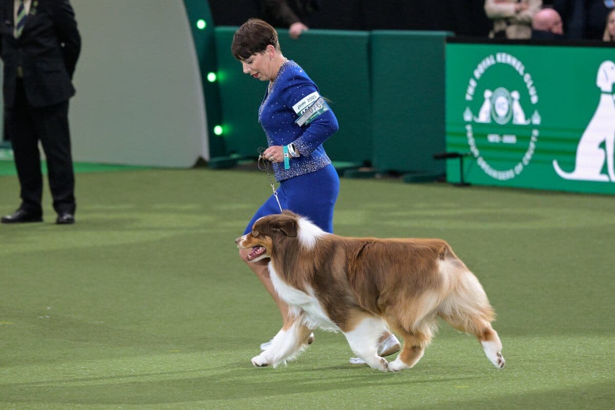 Crufts 2025 Pastoral Group winner