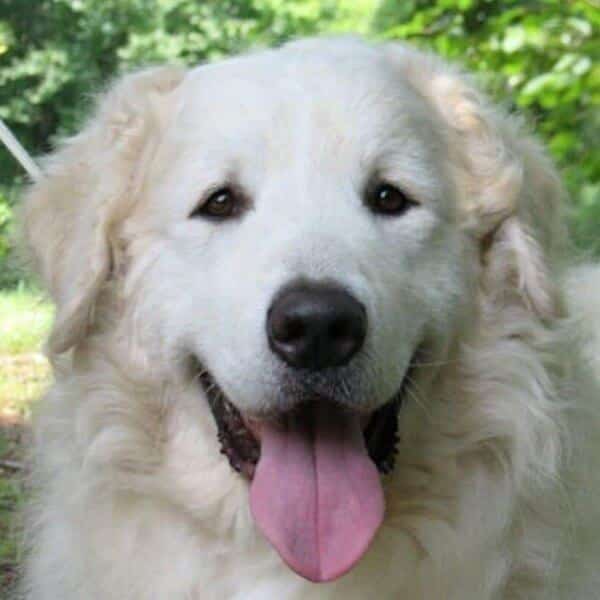 Close-up head photo of a Kuvasz dog.
