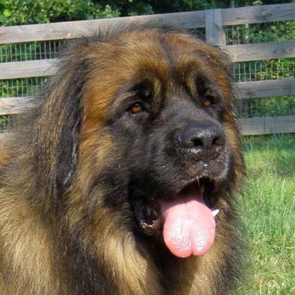 Close-up head photo of a Leonberger.