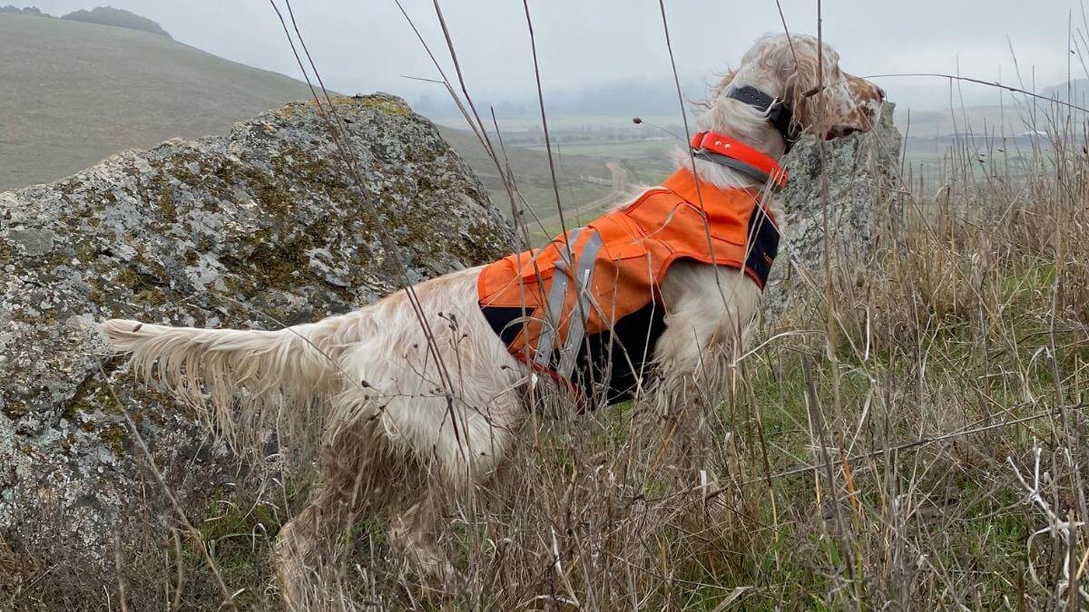 A Field Championship is one of the most difficult titles to earn. This girl is a triple champion, having earned Field, Conformation, and Rally championships. This English Setter has earned these titles: DC AFC GCHB RACH UD RM2 RAE3 MHA OA OAJ OF TKP. More