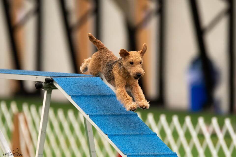 AGCH MACH2 PACH2 IAC Glacieridge Fifty Hot Cross Buns; CallName: Phoebe; Owner/Handler: Lori Napoli; Breeder: Sara Peterka. photo by Rich Knecht Photography