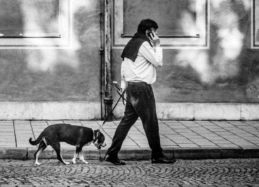 Dog-Being-Walked-Photo-by-Frank-Busch-on-Unsplash-Fixed