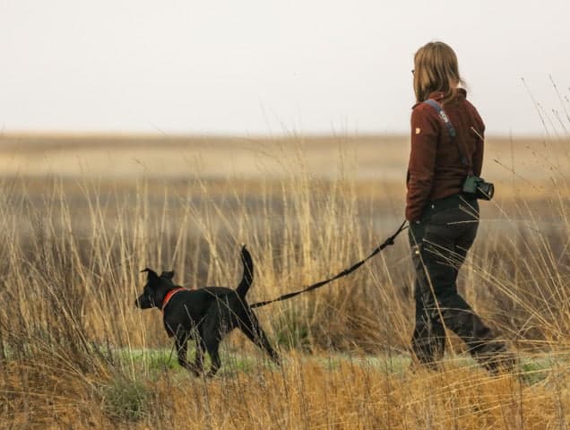 Walking-Dog-in-Long-Grass-Photo-by-Patrick-Hendry-on-Unsplash-Fixed