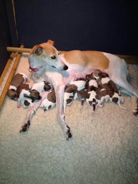 Ch-Shojin-Tripletime-Elusive-Lexi-with-her-brood-of-13-1.jpg