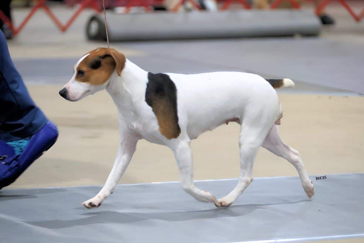 Side photo of a Danish-Swedish-Farmdog in the dog show ring