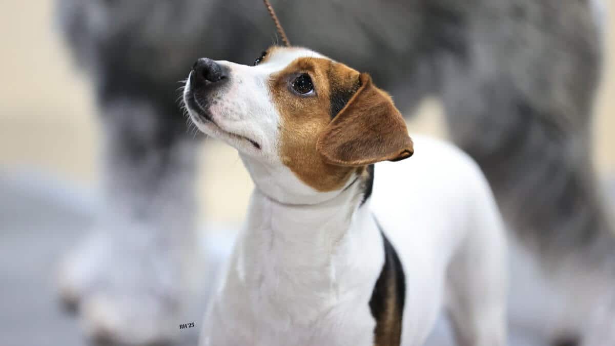 Close-up of a Danish-Swedish-Farmdog in a dog show ring
