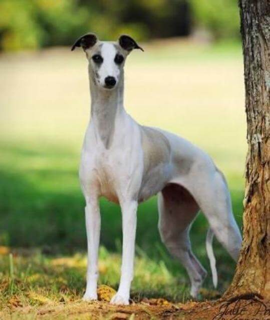 GCh-Tripletime-Silverlining-at-Wenrick-1-1.jpg
