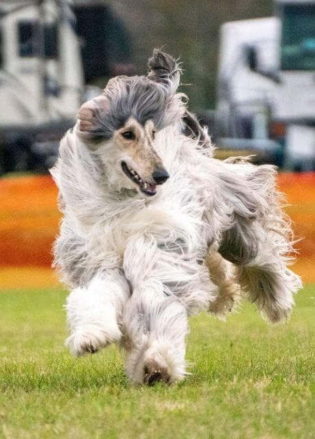 Khalil in the middle of a Coursing Aptitude Test, changing directions as he focuses on the lure.