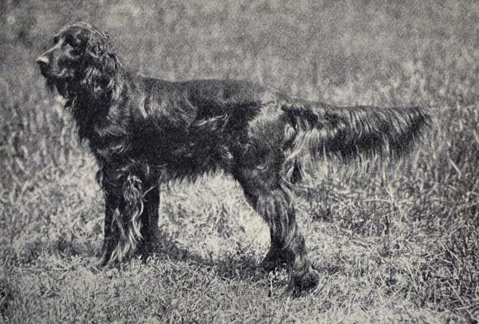 Irish Setter Ch. Lord Lismore