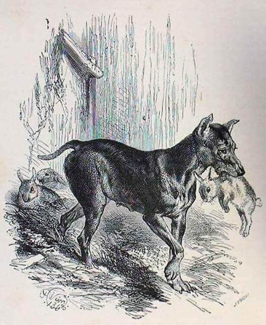 Manchester Terrier