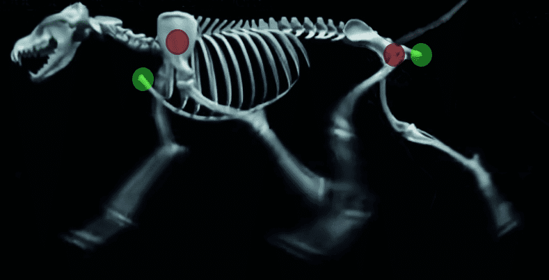 (T to B) The canine skeleton: pivot points in green and anchor points in red; ample and balanced gait in the JRT (Jack Russell Terrier) Anroal Elvis The Pelvis, bred by Antonio Roca, photographer L&L; typical movement due to a short croup on a Lakeland, the rear excursion of the pelvic limb (backswing) is limited, causing suspension of the thoracic limb.