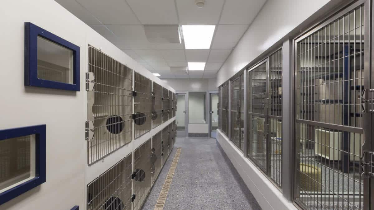 Metal doors of empty cages in animal shelter