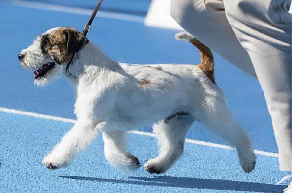 (L to R) The canine skeleton: pivot points in green and anchor points in red;ample and balanced gait in the JRT (Jack Russell Terrier) Anroal Elvis The Pelvis, bred by Antonio Roca, photographer L&L; typical movement due to a short croup on a Lakeland, the rear excursion of the pelvic limb (backswing) is limited, causing suspension of the thoracic limb.