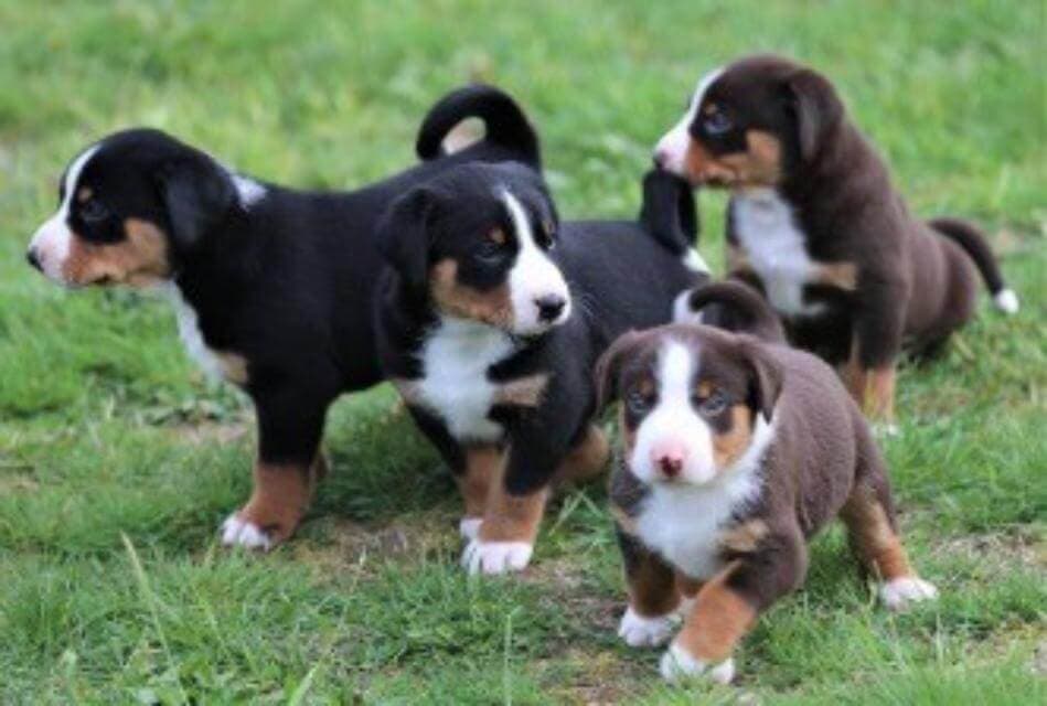 Appenzeller puppies that are Black tri-color and Havana Brown.