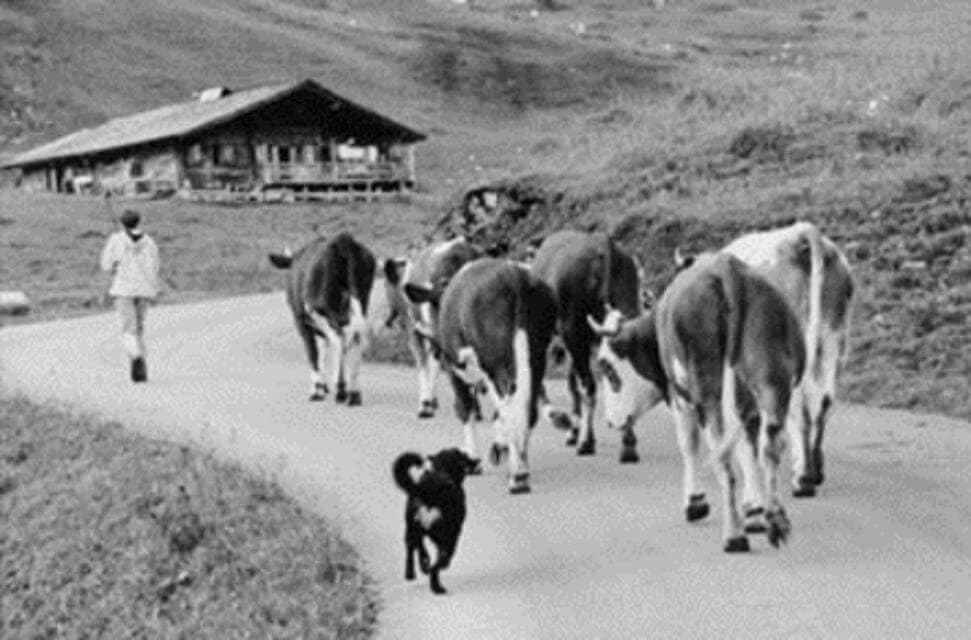 Appenzellers use their “voice” to move stock!