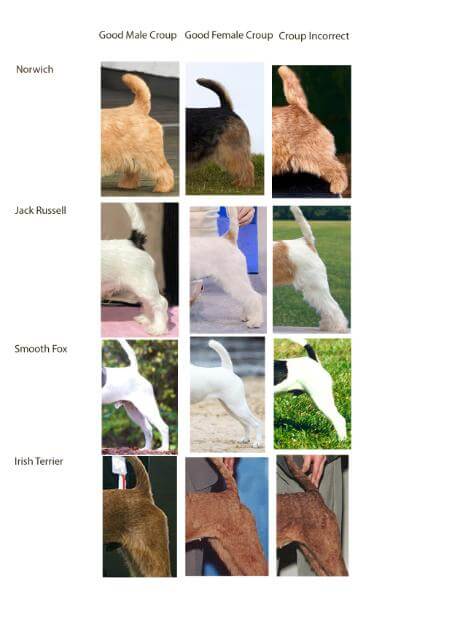 The Shape of Canine Anatomy: The Point of the Point of Buttocks