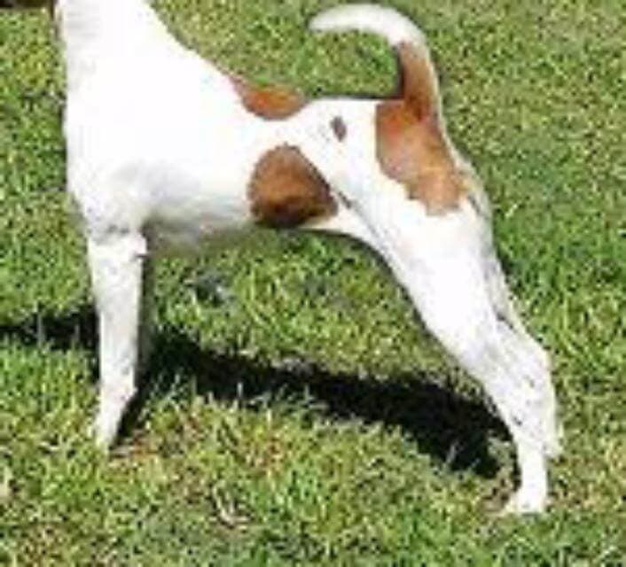 Fox Terrier