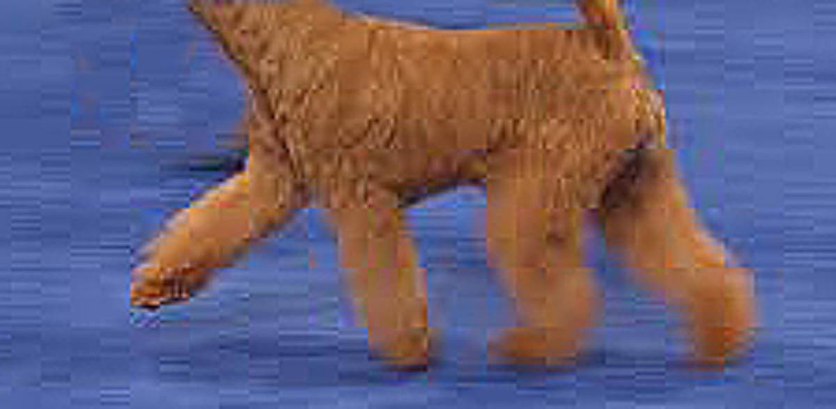 (L to R) The canine skeleton: pivot points in green and anchor points in red;ample and balanced gait in the JRT (Jack Russell Terrier) Anroal Elvis The Pelvis, bred by Antonio Roca, photographer L&L; typical movement due to a short croup on a Lakeland, the rear excursion of the pelvic limb (backswing) is limited, causing suspension of the thoracic limb.