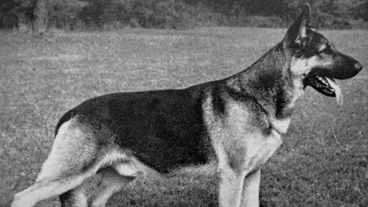Modern-Dog-Encyclopedia_German-Shepherd-Dog