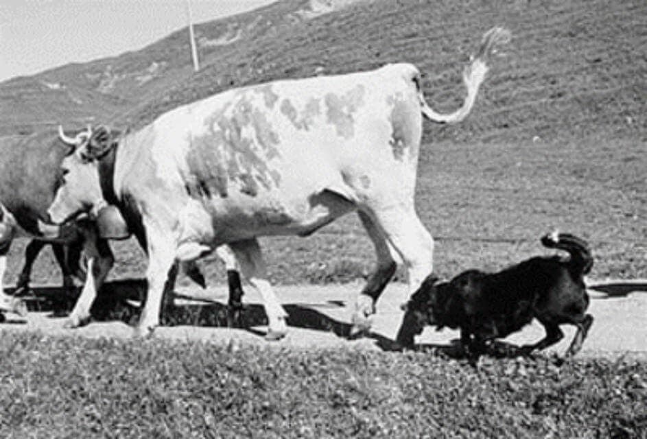 The Appenzeller, like other cattle dogs, will nip atthe fetlocks.
