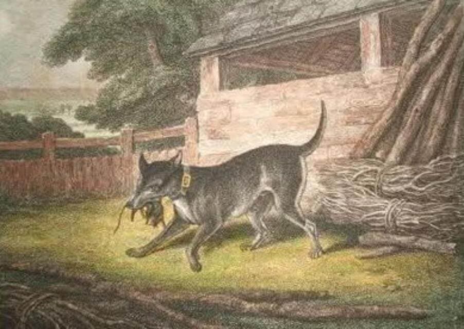 Manchester Terrier