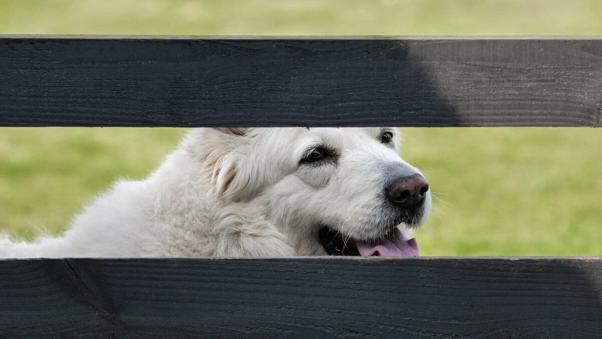 A dog looks over the fence