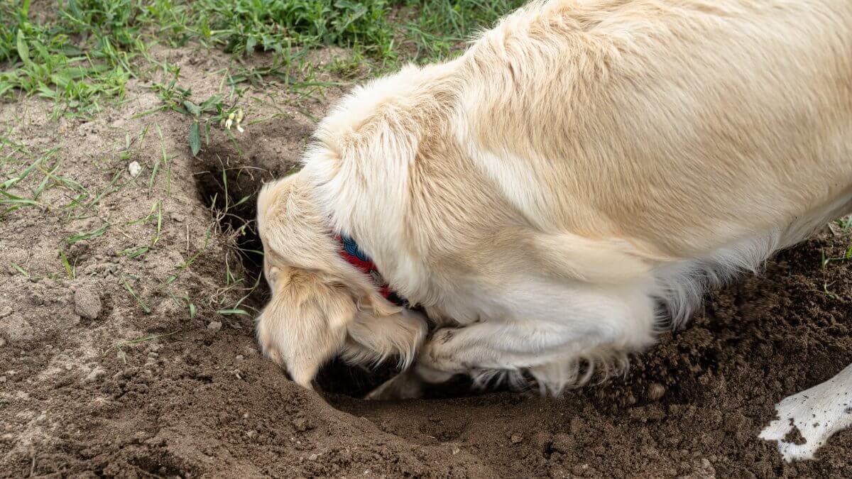 A young Golden Retriever is digging a big hole in the grass in the garden.