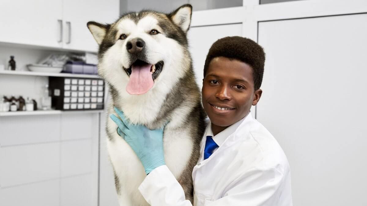 Veterinarian posing with a big Alaskan Malamute sitting.