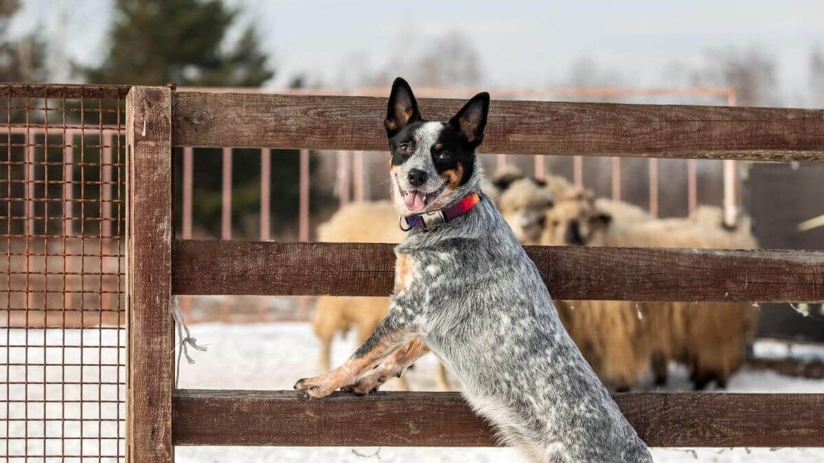 Australian Cattle Dog in action