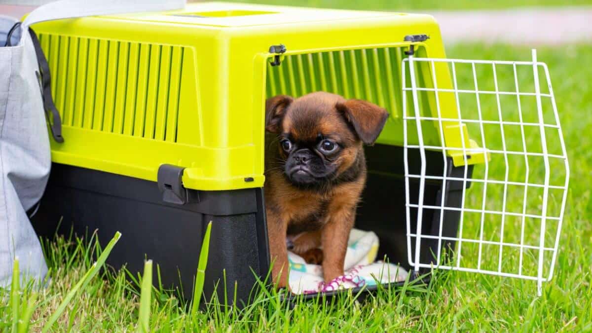 Brown cute Brussels Griffon puppy sitting in a plastic dog carrier outdoors.