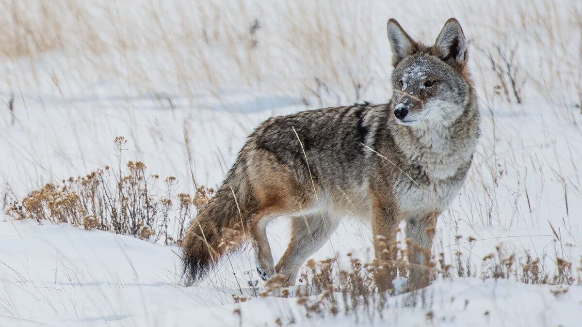 Coyote Winter Hunt. Colorado Rocky Mountains Coyote.